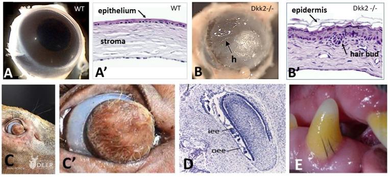 https://cdn.ncbi.nlm.nih.gov/pmc/blobs/6f9a/10299021/7e05f7c37534/jdb-11-00025-g001.jpg