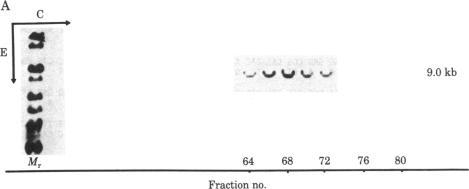 https://cdn.ncbi.nlm.nih.gov/pmc/blobs/6f9b/346580/83ca1a497cdd/pnas00452-0152-a.jpg