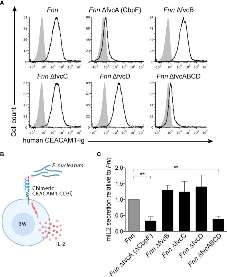 https://cdn.ncbi.nlm.nih.gov/pmc/blobs/6f9f/8319768/4779188ae6e4/fcimb-11-692544-g002.jpg