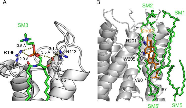 https://cdn.ncbi.nlm.nih.gov/pmc/blobs/6fa0/11368405/38354dbcf612/elife-90851-fig3-figsupp3.jpg