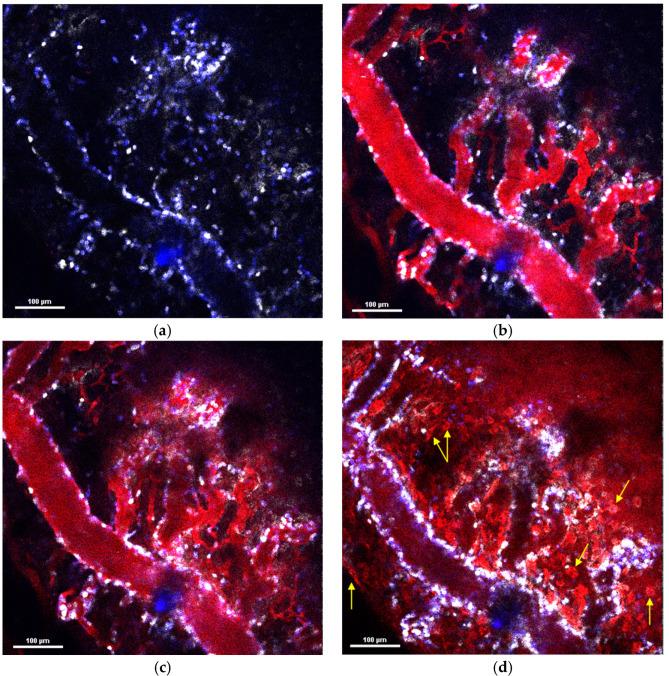 https://cdn.ncbi.nlm.nih.gov/pmc/blobs/6fa1/10674452/4264da448eaf/pharmaceuticals-16-01564-g003.jpg