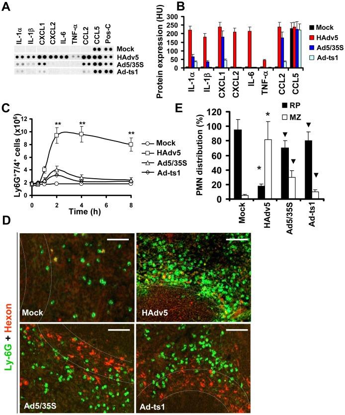 https://cdn.ncbi.nlm.nih.gov/pmc/blobs/6fa3/3961377/2bb65d9d2081/ppat.1004035.g004.jpg