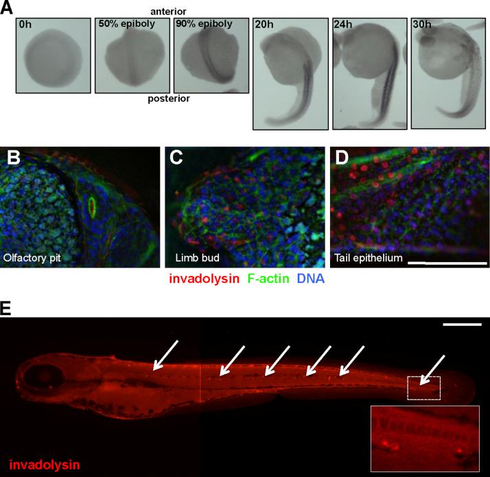 https://cdn.ncbi.nlm.nih.gov/pmc/blobs/6fa4/3632754/44583c729caa/gr2.jpg