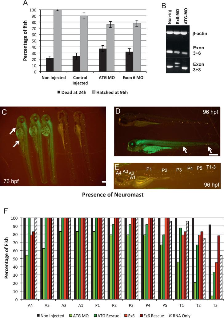 https://cdn.ncbi.nlm.nih.gov/pmc/blobs/6fa4/3632754/602002669be7/gr3.jpg