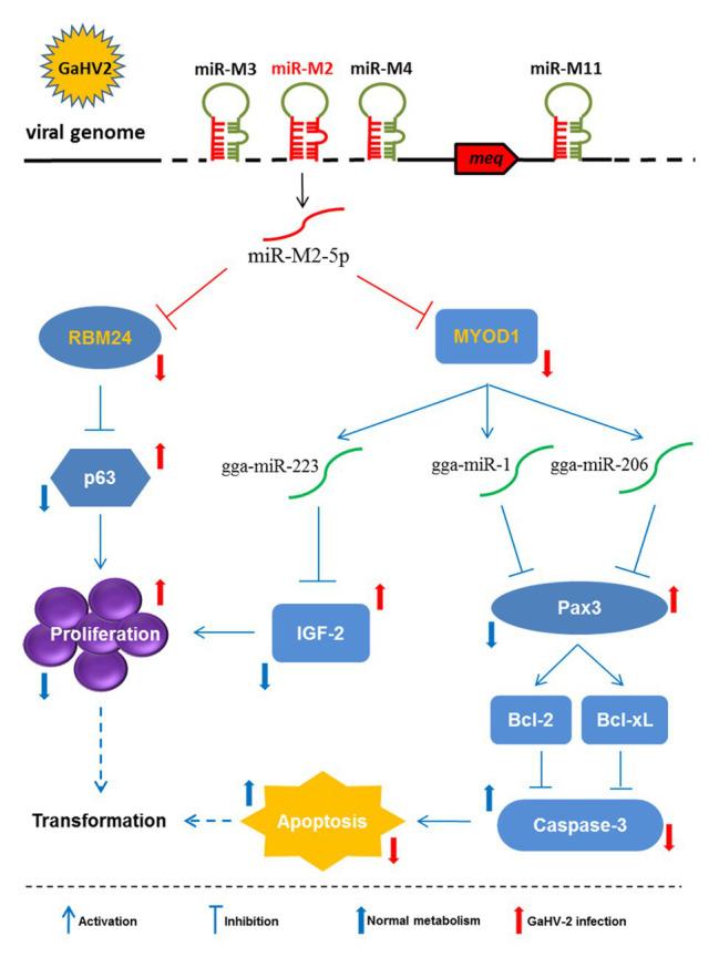 https://cdn.ncbi.nlm.nih.gov/pmc/blobs/6fab/7669912/d61b9992cee4/fmicb-11-596422-g009.jpg