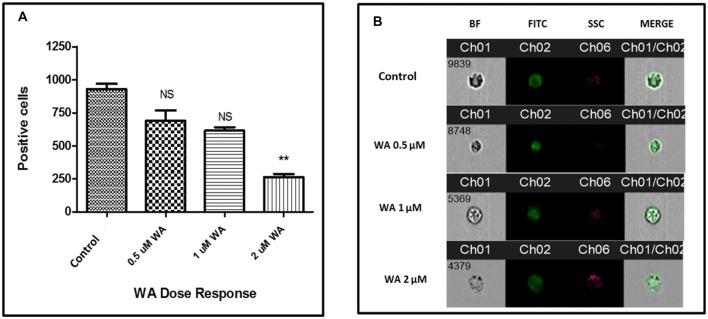 https://cdn.ncbi.nlm.nih.gov/pmc/blobs/6fac/6190869/3b42110c0701/fnagi-10-00291-g0003.jpg