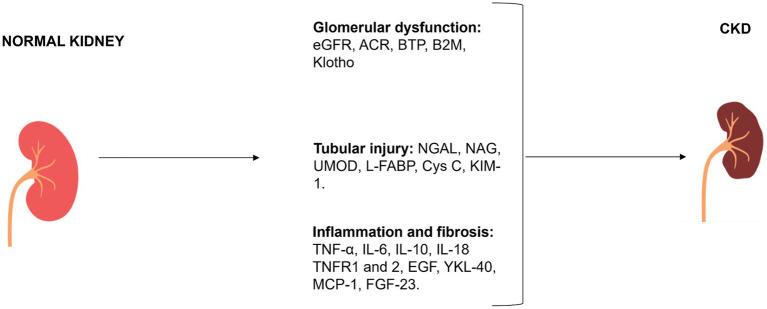https://cdn.ncbi.nlm.nih.gov/pmc/blobs/6fae/11269154/5d267e54d6ef/fmed-11-1397160-g002.jpg