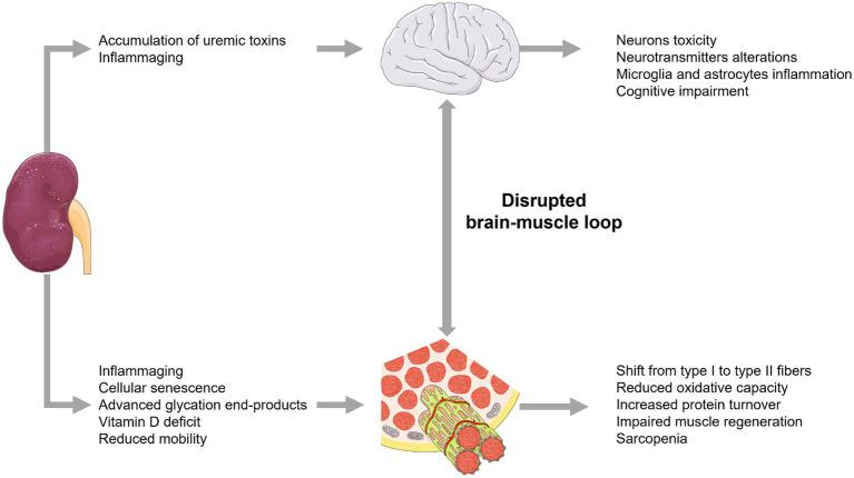 https://cdn.ncbi.nlm.nih.gov/pmc/blobs/6fae/11269154/8c89890a79ca/fmed-11-1397160-g003.jpg