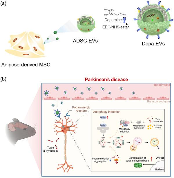 https://cdn.ncbi.nlm.nih.gov/pmc/blobs/6fae/11621972/bca6df4f3437/JEV2-13-e70018-g005.jpg