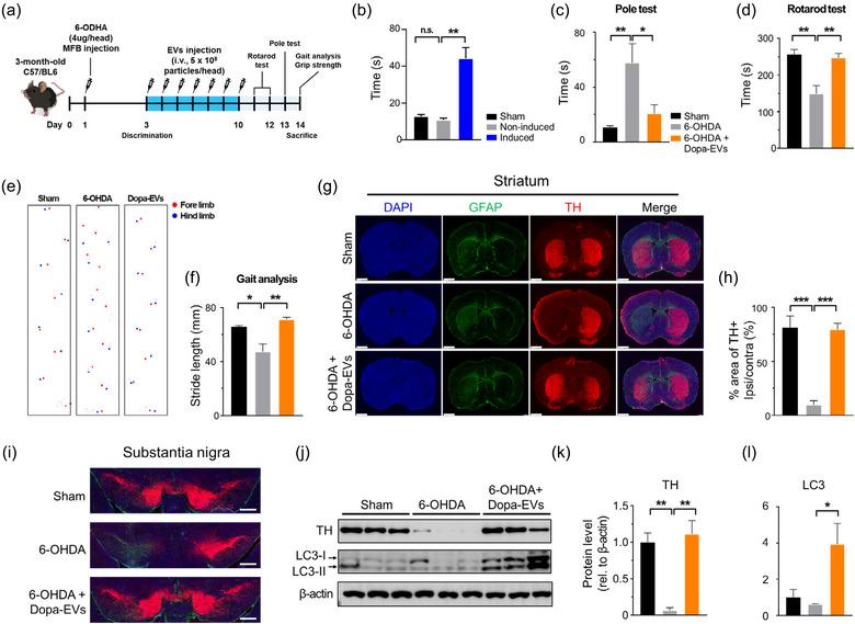 https://cdn.ncbi.nlm.nih.gov/pmc/blobs/6fae/11621972/eaa7779aafb6/JEV2-13-e70018-g006.jpg