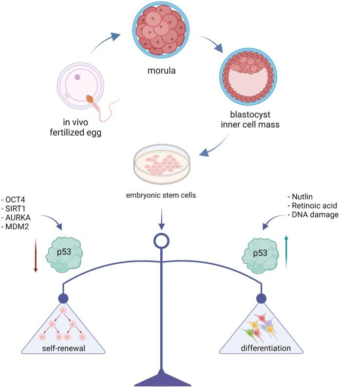 https://cdn.ncbi.nlm.nih.gov/pmc/blobs/6fae/9585900/a31121a04cc7/sxac051f0004.jpg
