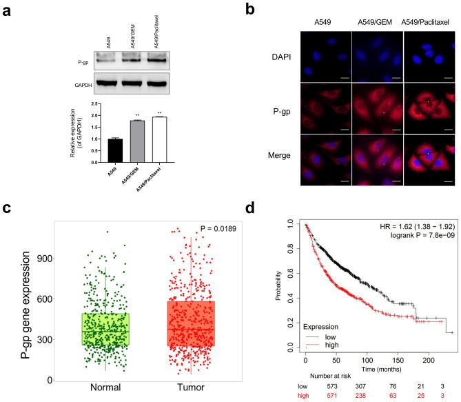 https://cdn.ncbi.nlm.nih.gov/pmc/blobs/6fb0/8993744/1ecd995f128b/10637_2021_1204_Fig1_HTML.jpg