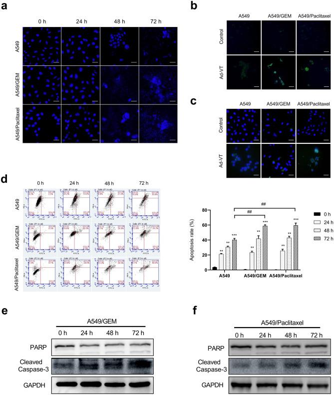 https://cdn.ncbi.nlm.nih.gov/pmc/blobs/6fb0/8993744/24d8318a0c21/10637_2021_1204_Fig3_HTML.jpg
