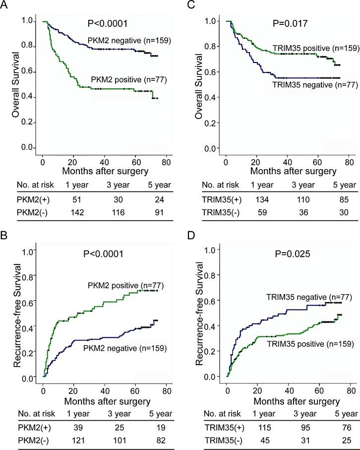 https://cdn.ncbi.nlm.nih.gov/pmc/blobs/6fb2/4385869/7fd943d35384/oncotarget-06-2539-g002.jpg