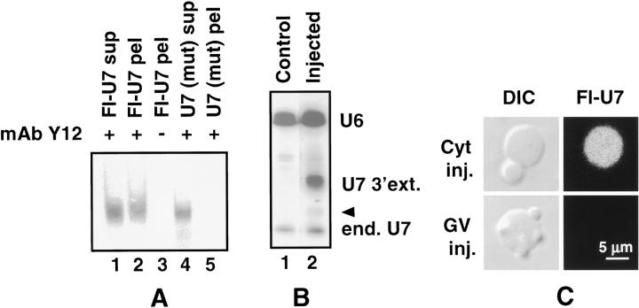 https://cdn.ncbi.nlm.nih.gov/pmc/blobs/6fbf/2173734/bc9059c89256/200212024f1.jpg