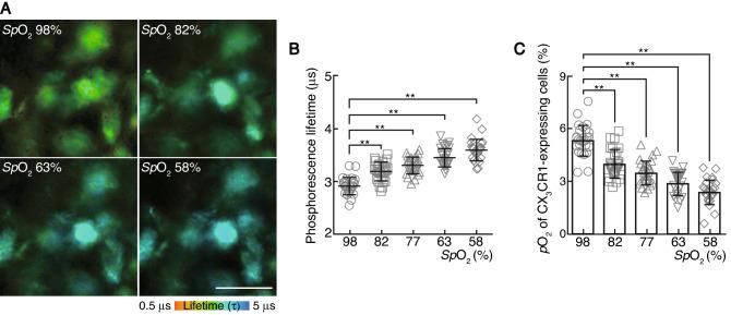 https://cdn.ncbi.nlm.nih.gov/pmc/blobs/6fbf/8913795/6330049aa533/41598_2022_7521_Fig3_HTML.jpg