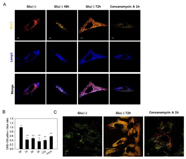 https://cdn.ncbi.nlm.nih.gov/pmc/blobs/6fc0/7277562/7286a62ad204/biomolecules-10-00761-g003.jpg