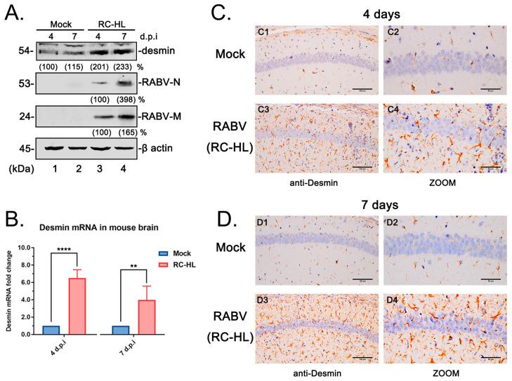https://cdn.ncbi.nlm.nih.gov/pmc/blobs/6fc6/9964581/91e6e631f04b/viruses-15-00434-g005.jpg