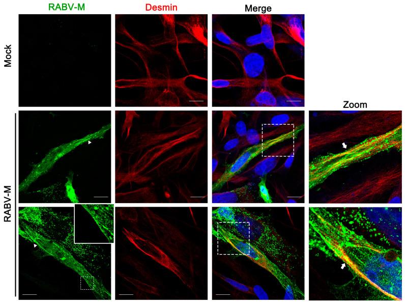 https://cdn.ncbi.nlm.nih.gov/pmc/blobs/6fc6/9964581/d7d505a15e09/viruses-15-00434-g004.jpg