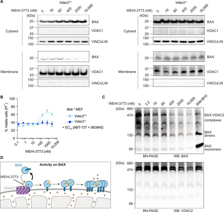 https://cdn.ncbi.nlm.nih.gov/pmc/blobs/6fc7/11881913/54d369b84058/sciadv.adr8146-f3.jpg