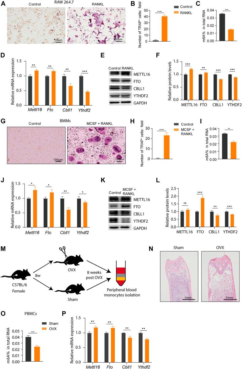 https://cdn.ncbi.nlm.nih.gov/pmc/blobs/6fc7/9852729/9e8220398505/fgene-13-1072948-g009.jpg