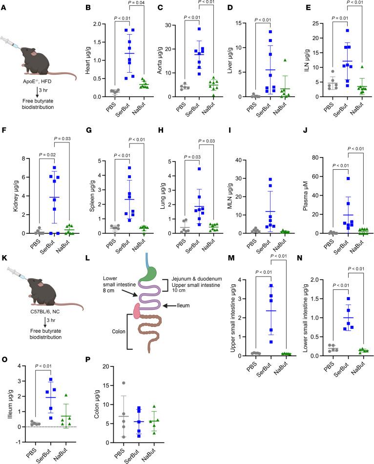 https://cdn.ncbi.nlm.nih.gov/pmc/blobs/6fca/12333940/b5044fb2a4ae/jciinsight-10-191090-g231.jpg