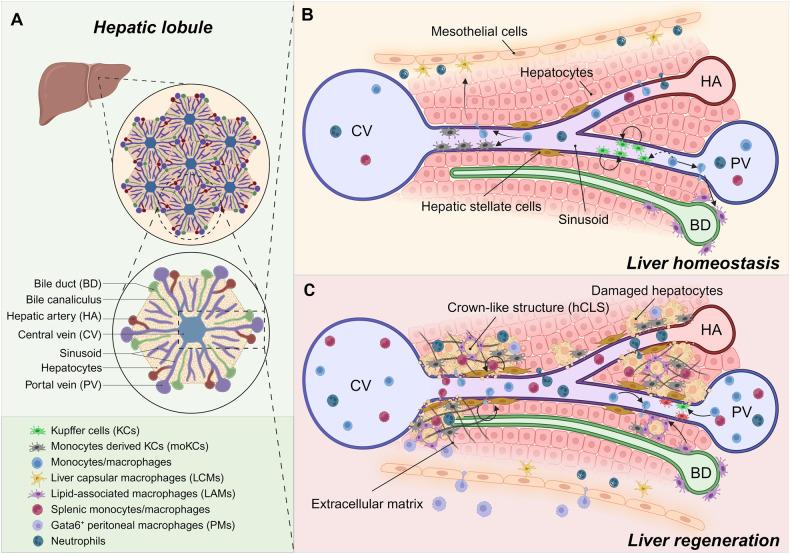 https://cdn.ncbi.nlm.nih.gov/pmc/blobs/6fcb/10465526/ea43d7719483/41419_2023_6066_Fig1_HTML.jpg