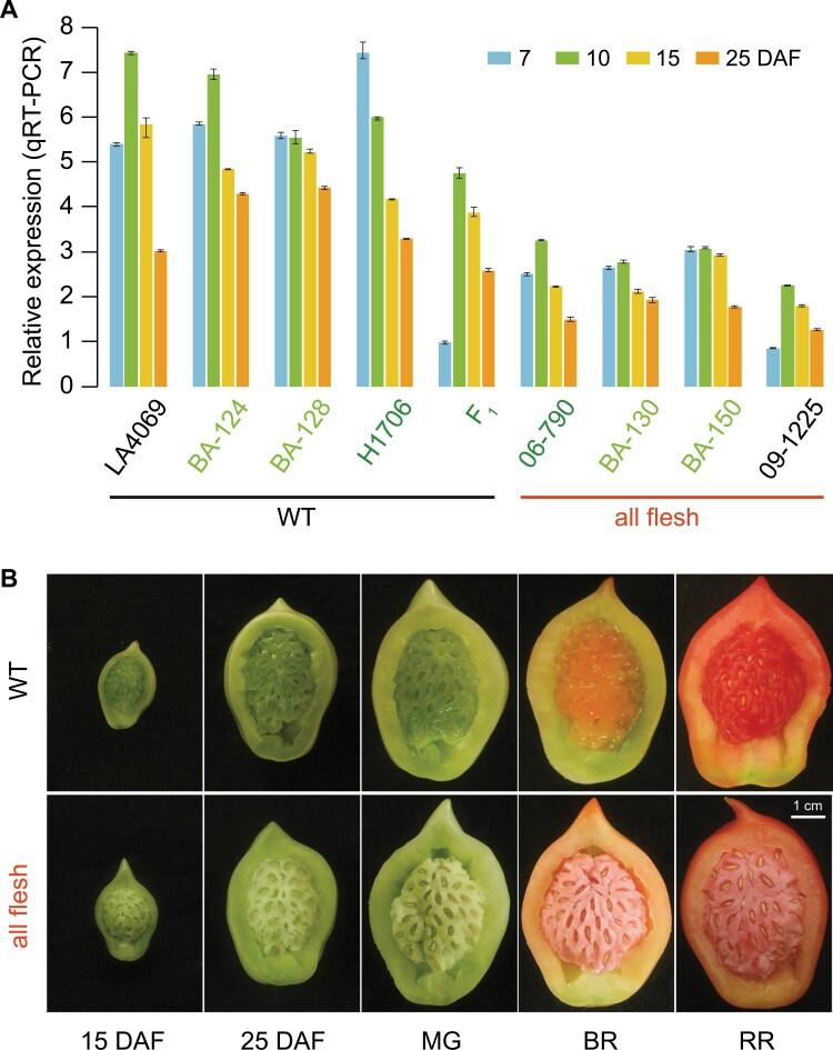 https://cdn.ncbi.nlm.nih.gov/pmc/blobs/6fd1/8730696/01a537e98bb3/erab401_fig5.jpg
