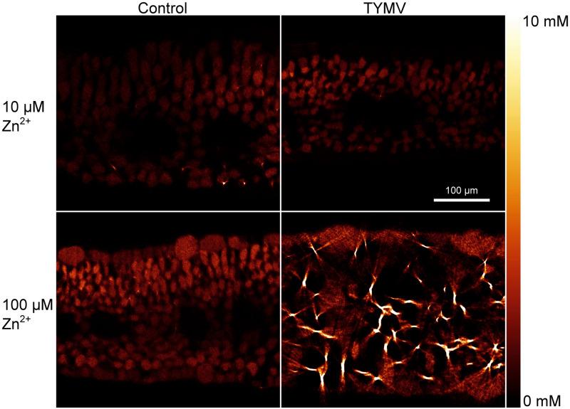 https://cdn.ncbi.nlm.nih.gov/pmc/blobs/6fd2/7290001/8d6a8398d39a/fpls-11-00739-g007.jpg