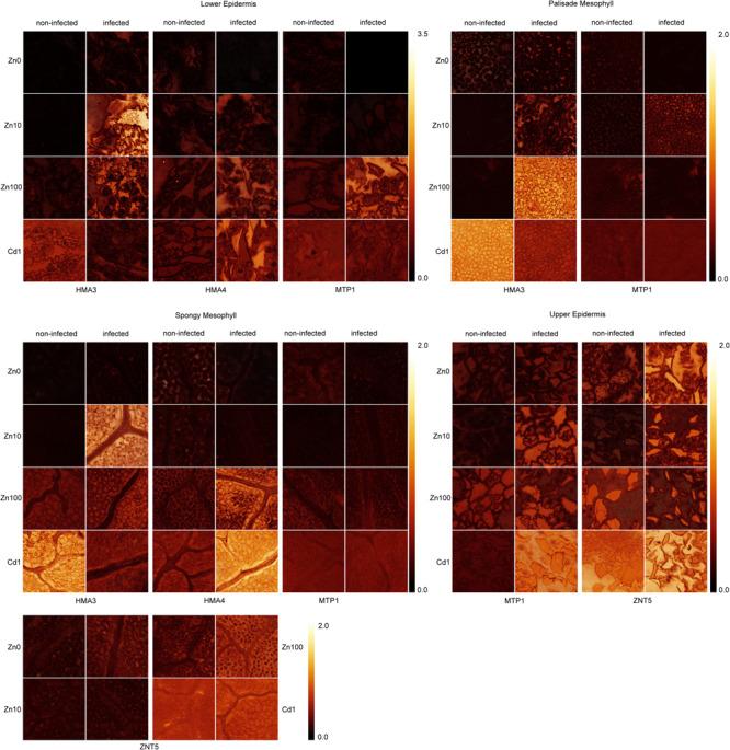 https://cdn.ncbi.nlm.nih.gov/pmc/blobs/6fd2/7290001/e14622c925a0/fpls-11-00739-g006.jpg