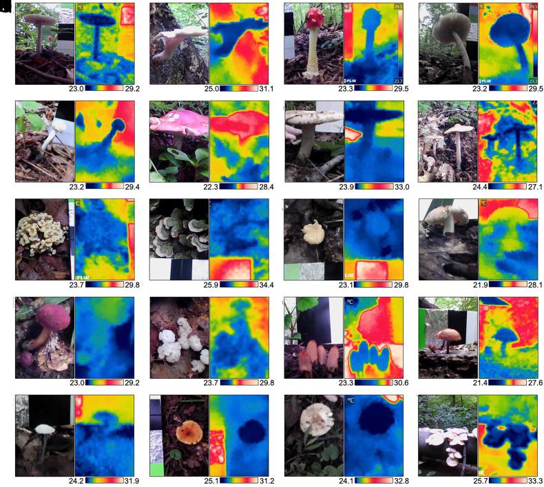 https://cdn.ncbi.nlm.nih.gov/pmc/blobs/6fd3/10175714/e7a5a7a693cb/pnas.2221996120fig01.jpg