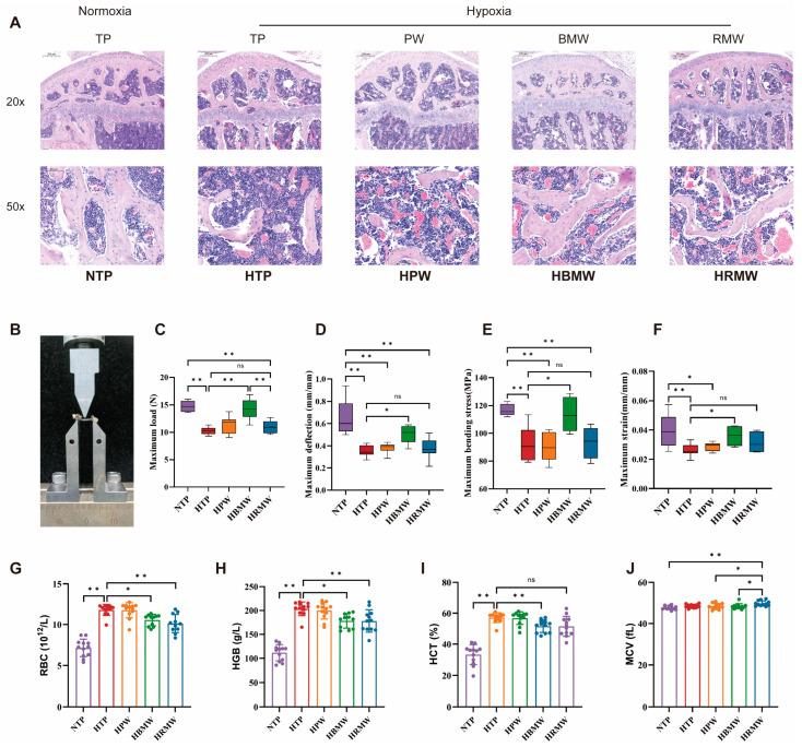 https://cdn.ncbi.nlm.nih.gov/pmc/blobs/6fd3/11944587/222c0c09e67a/nutrients-17-00998-g003.jpg