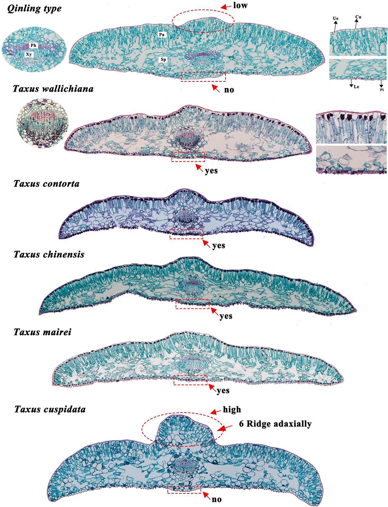 https://cdn.ncbi.nlm.nih.gov/pmc/blobs/6fd4/11238484/4fc20f372818/12870_2024_5338_Fig3_HTML.jpg