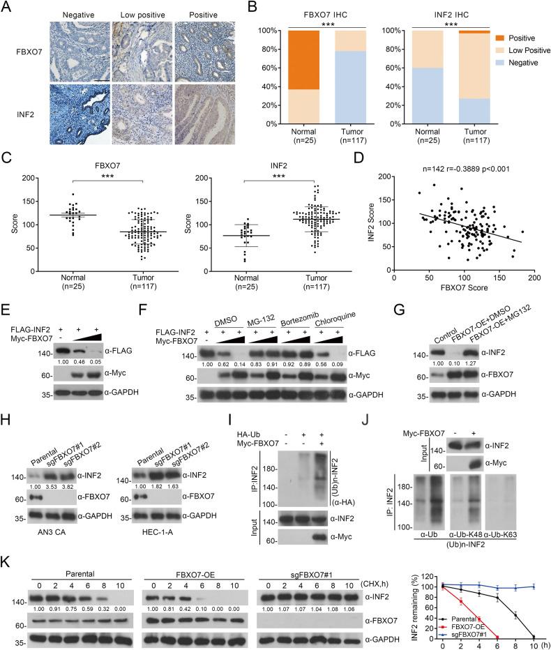 https://cdn.ncbi.nlm.nih.gov/pmc/blobs/6fd5/10284917/7c9d3ad837cb/41419_2023_5891_Fig3_HTML.jpg