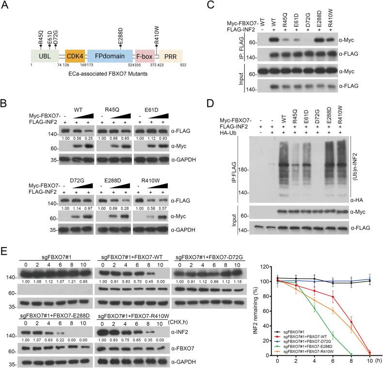 https://cdn.ncbi.nlm.nih.gov/pmc/blobs/6fd5/10284917/9500aff26263/41419_2023_5891_Fig4_HTML.jpg