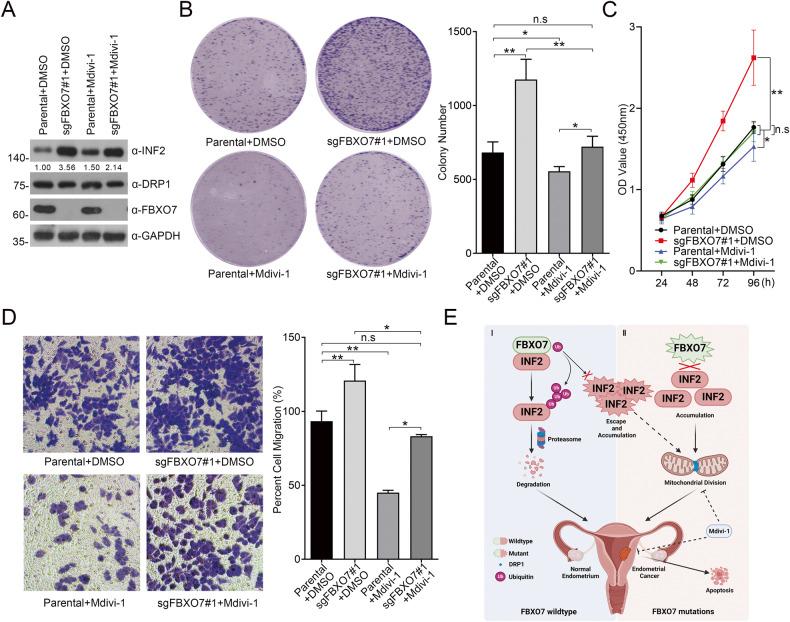 https://cdn.ncbi.nlm.nih.gov/pmc/blobs/6fd5/10284917/a22479b3a04b/41419_2023_5891_Fig8_HTML.jpg