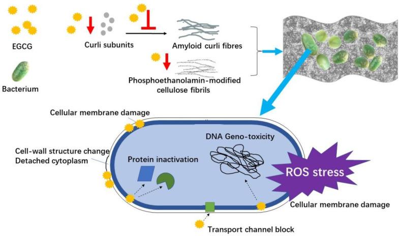 https://cdn.ncbi.nlm.nih.gov/pmc/blobs/6fda/8540743/c2691d957d12/molecules-26-06123-g002.jpg