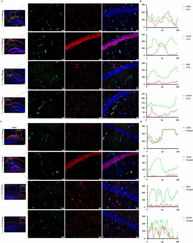 https://cdn.ncbi.nlm.nih.gov/pmc/blobs/6fdb/11917101/5ef78260b0bf/12974_2025_3395_Fig6_HTML.jpg