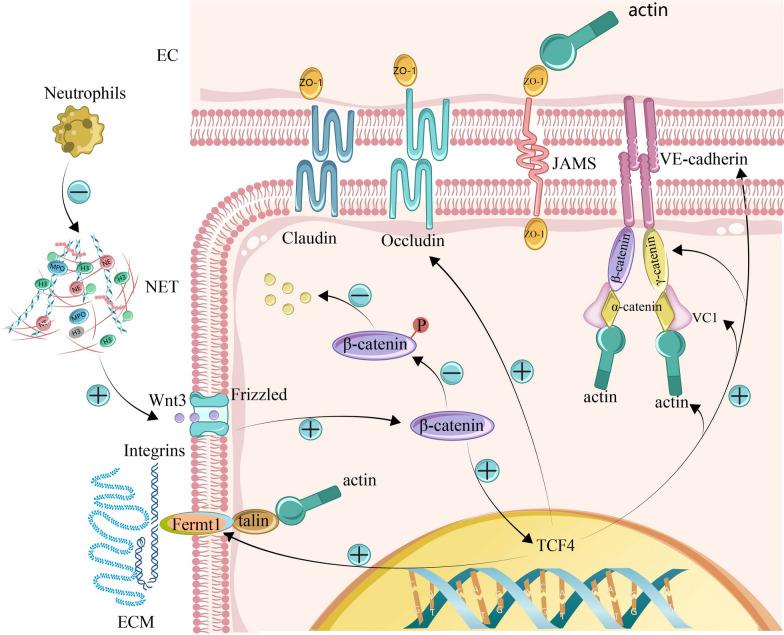 https://cdn.ncbi.nlm.nih.gov/pmc/blobs/6fdb/11917101/9ae66c2d28d1/12974_2025_3395_Fig11_HTML.jpg