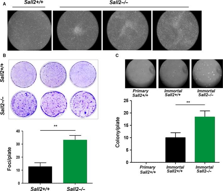 https://cdn.ncbi.nlm.nih.gov/pmc/blobs/6fde/6026872/edff0724e496/MOL2-12-1026-g005.jpg