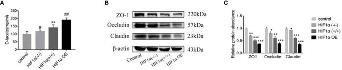 https://cdn.ncbi.nlm.nih.gov/pmc/blobs/6fdf/9337861/5fe94ce3ad2f/fonc-12-961257-g003.jpg