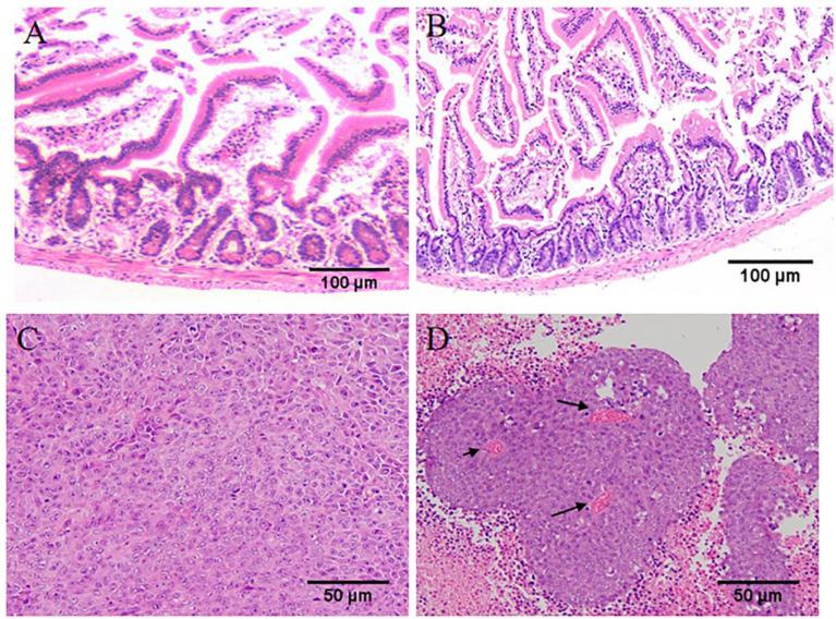 https://cdn.ncbi.nlm.nih.gov/pmc/blobs/6fdf/9337861/e682fb7d1230/fonc-12-961257-g007.jpg