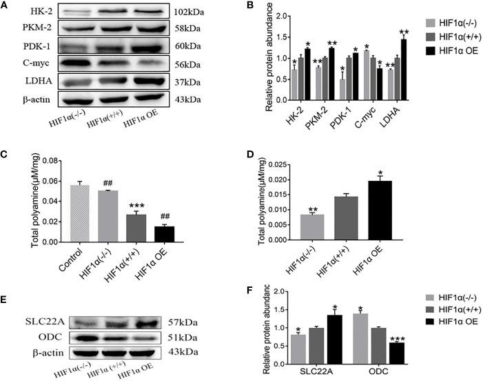 https://cdn.ncbi.nlm.nih.gov/pmc/blobs/6fdf/9337861/f7b4dc1cb309/fonc-12-961257-g005.jpg