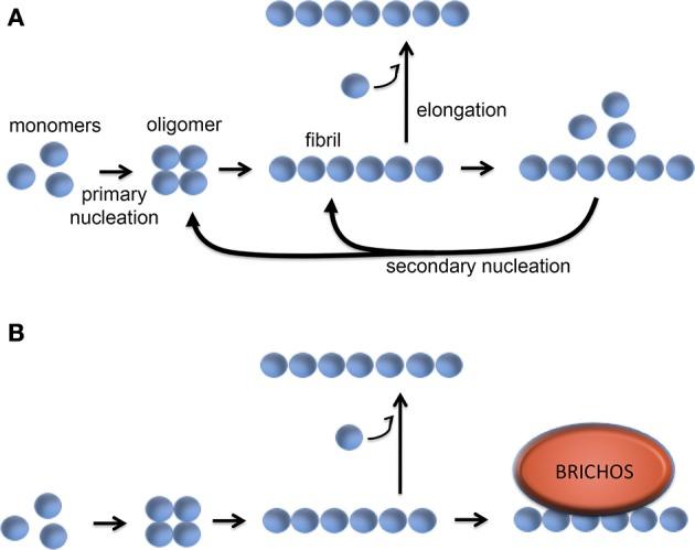https://cdn.ncbi.nlm.nih.gov/pmc/blobs/6fe2/5350149/e380a33ae89b/fnins-11-00119-g0006.jpg