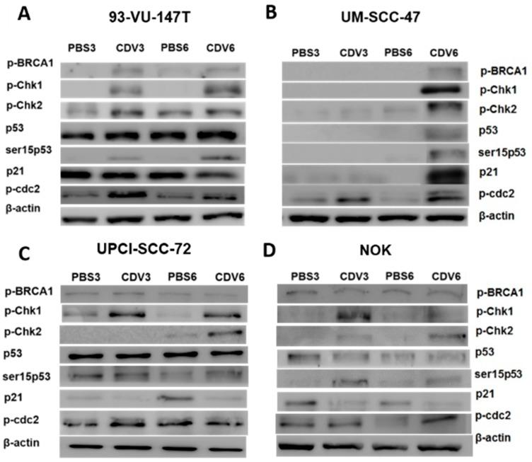 https://cdn.ncbi.nlm.nih.gov/pmc/blobs/6fe5/6678333/575df053ab38/cancers-11-00919-g003.jpg