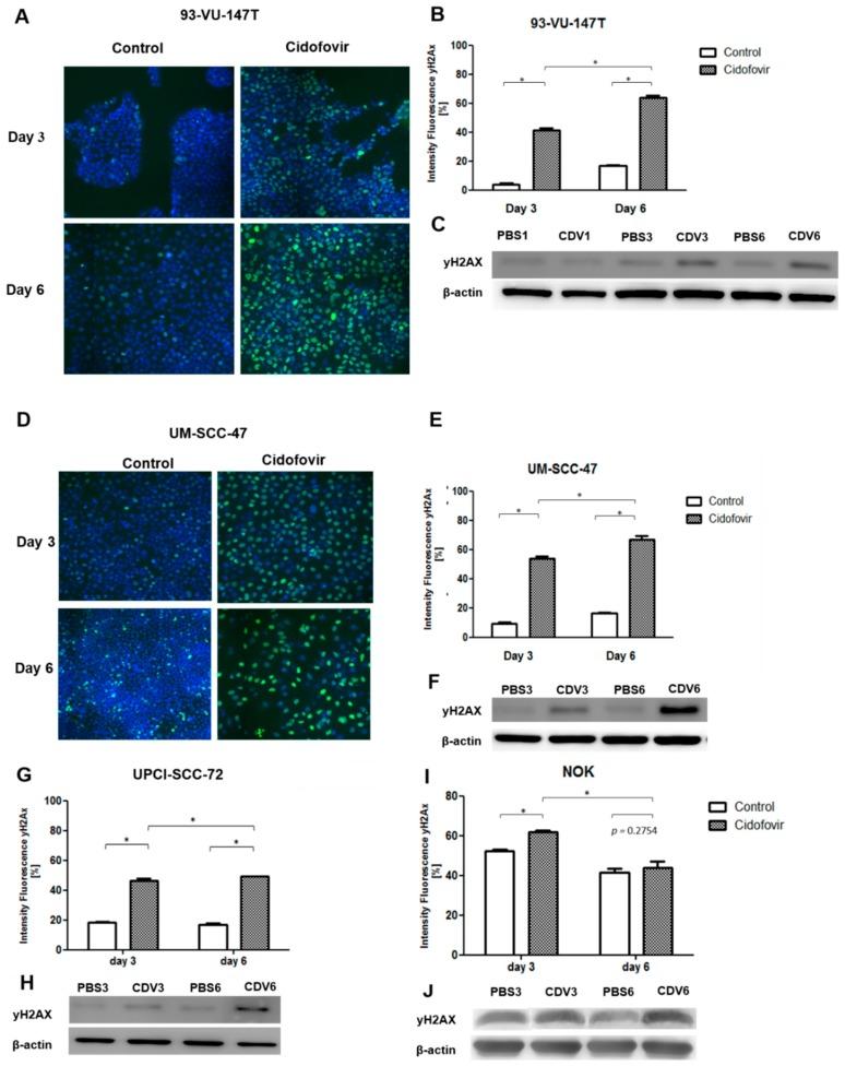 https://cdn.ncbi.nlm.nih.gov/pmc/blobs/6fe5/6678333/a32619e4abe6/cancers-11-00919-g002.jpg