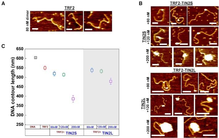 https://cdn.ncbi.nlm.nih.gov/pmc/blobs/6fe6/8682769/37e9e6e11394/gkab1142fig5.jpg