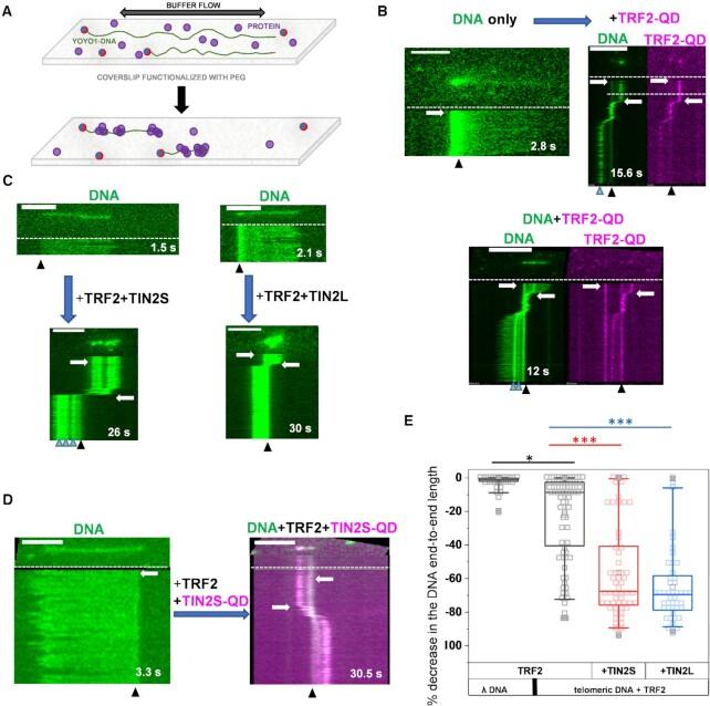 https://cdn.ncbi.nlm.nih.gov/pmc/blobs/6fe6/8682769/6d89be4e5d85/gkab1142fig4.jpg