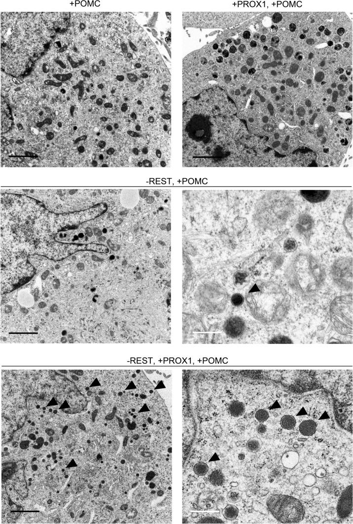 https://cdn.ncbi.nlm.nih.gov/pmc/blobs/6fe8/9117388/5d8f12643ae9/10735_2021_10055_Fig4_HTML.jpg
