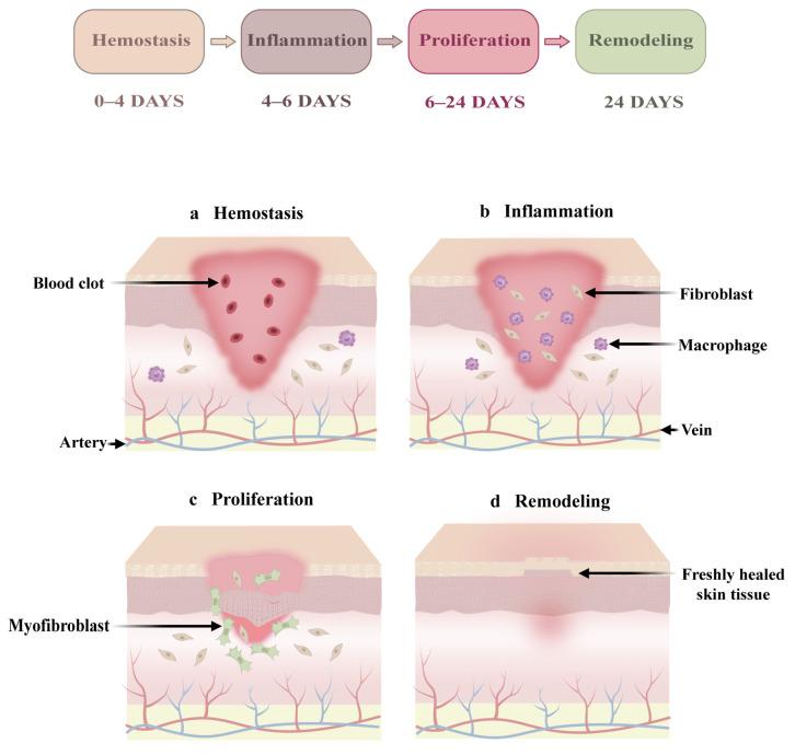 https://cdn.ncbi.nlm.nih.gov/pmc/blobs/6feb/12189897/d184e0e8e401/biology-14-00619-g003.jpg